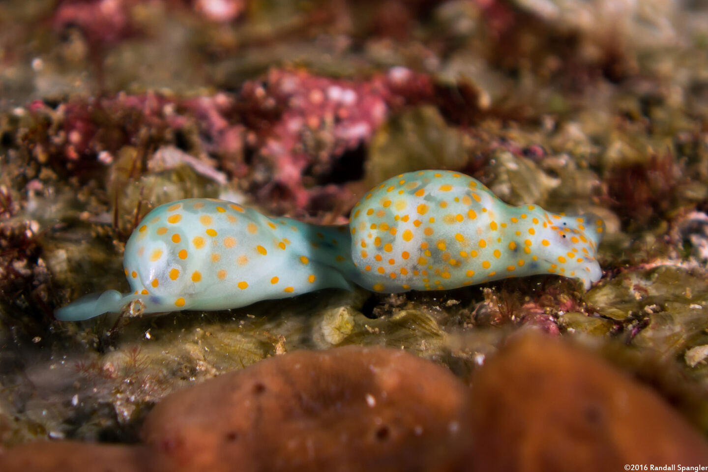Lamprohaminoea cymbalum (Orange-Spotted Glassy Bubble)