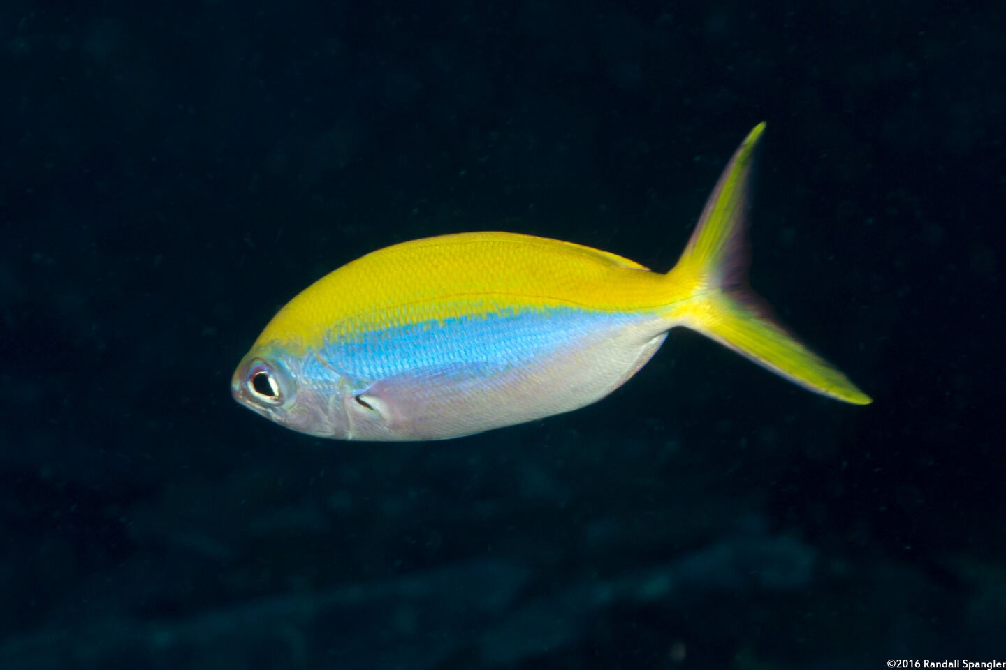 Caesio xanthonota (Yellowback Fusilier)