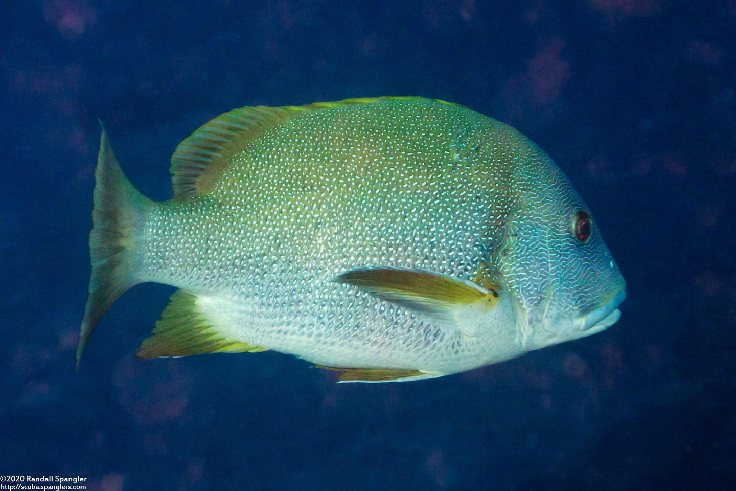 Lutjanus rivulatus (Speckled Snapper)