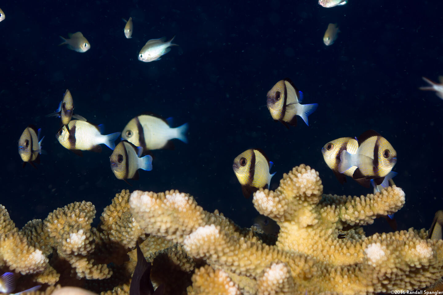 Dascyllus carneus (Indian Dascyllus)