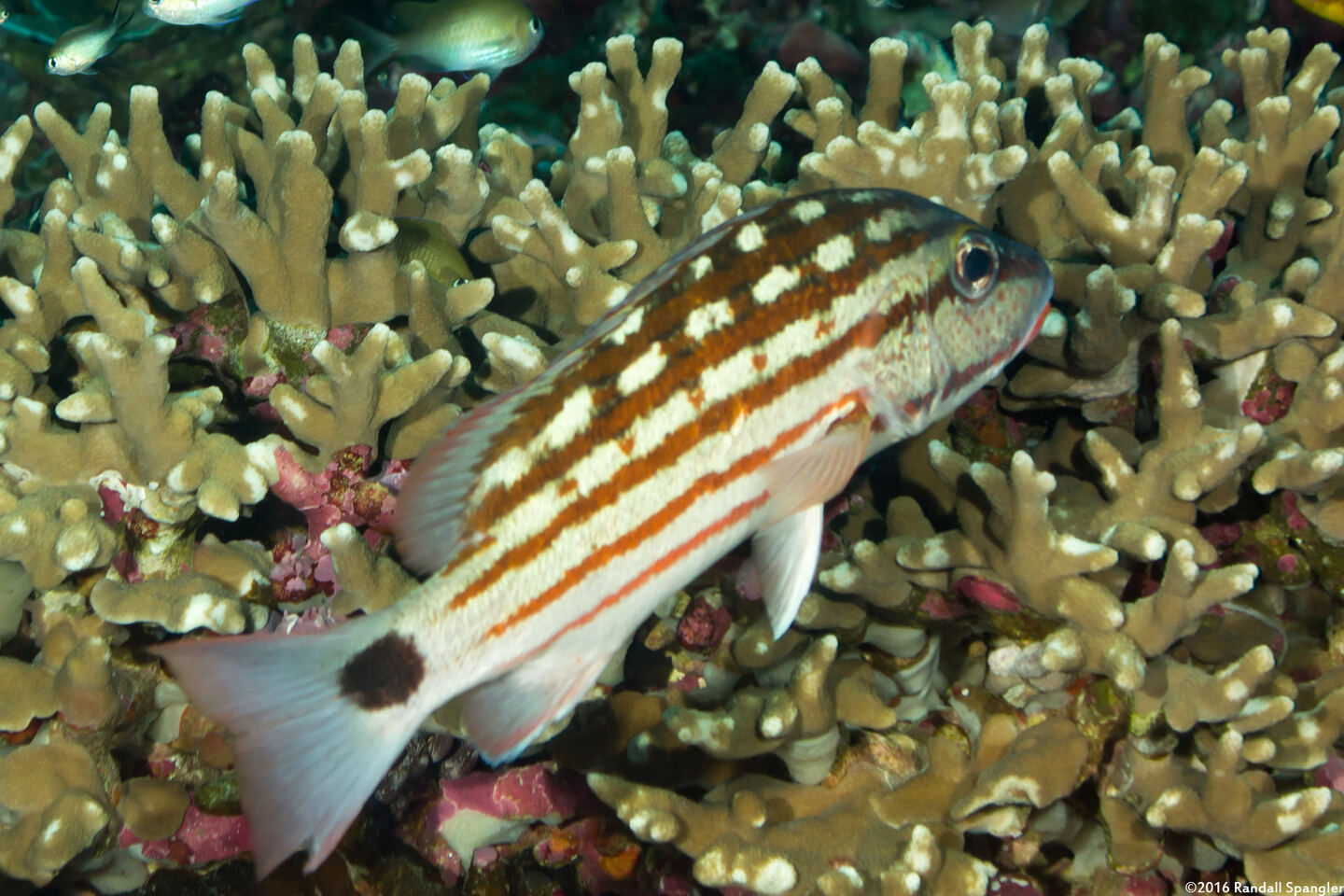 Lutjanus decussatus (Checkered Snapper)