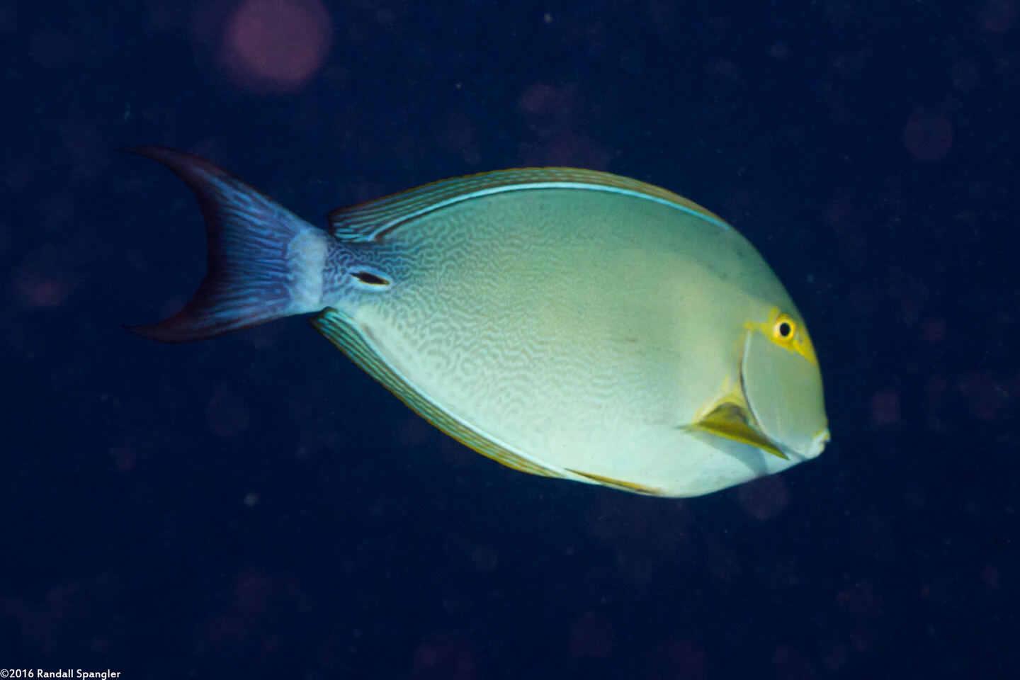 Acanthurus xanthopterus (Yellowfin Surgeonfish)
