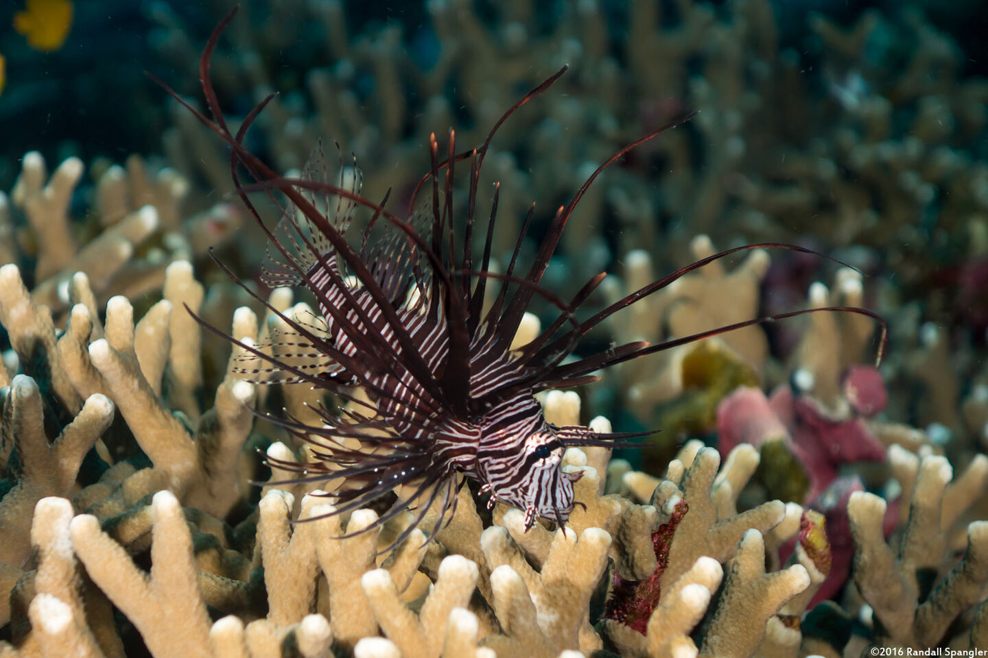 Pterois miles (Indian Lionfish)