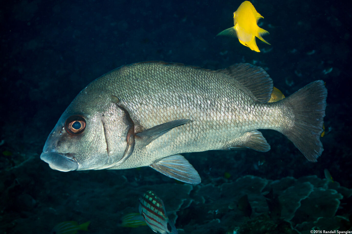 Plectorhinchus gibbosus (Blubberlip)