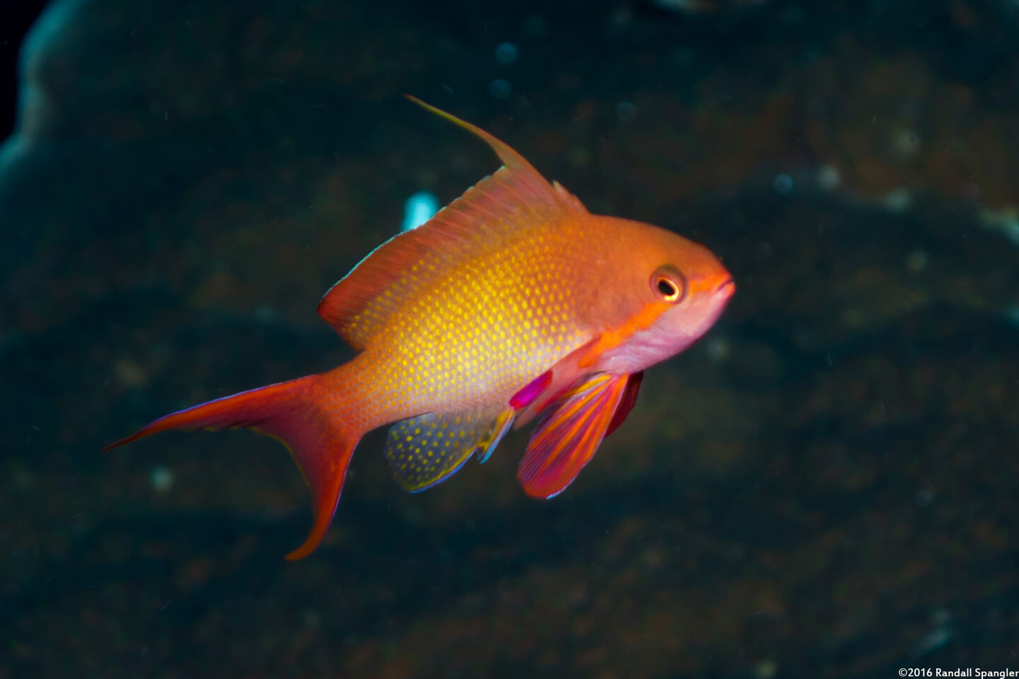 Pseudanthias squamipinnis (Scalefin Anthias)