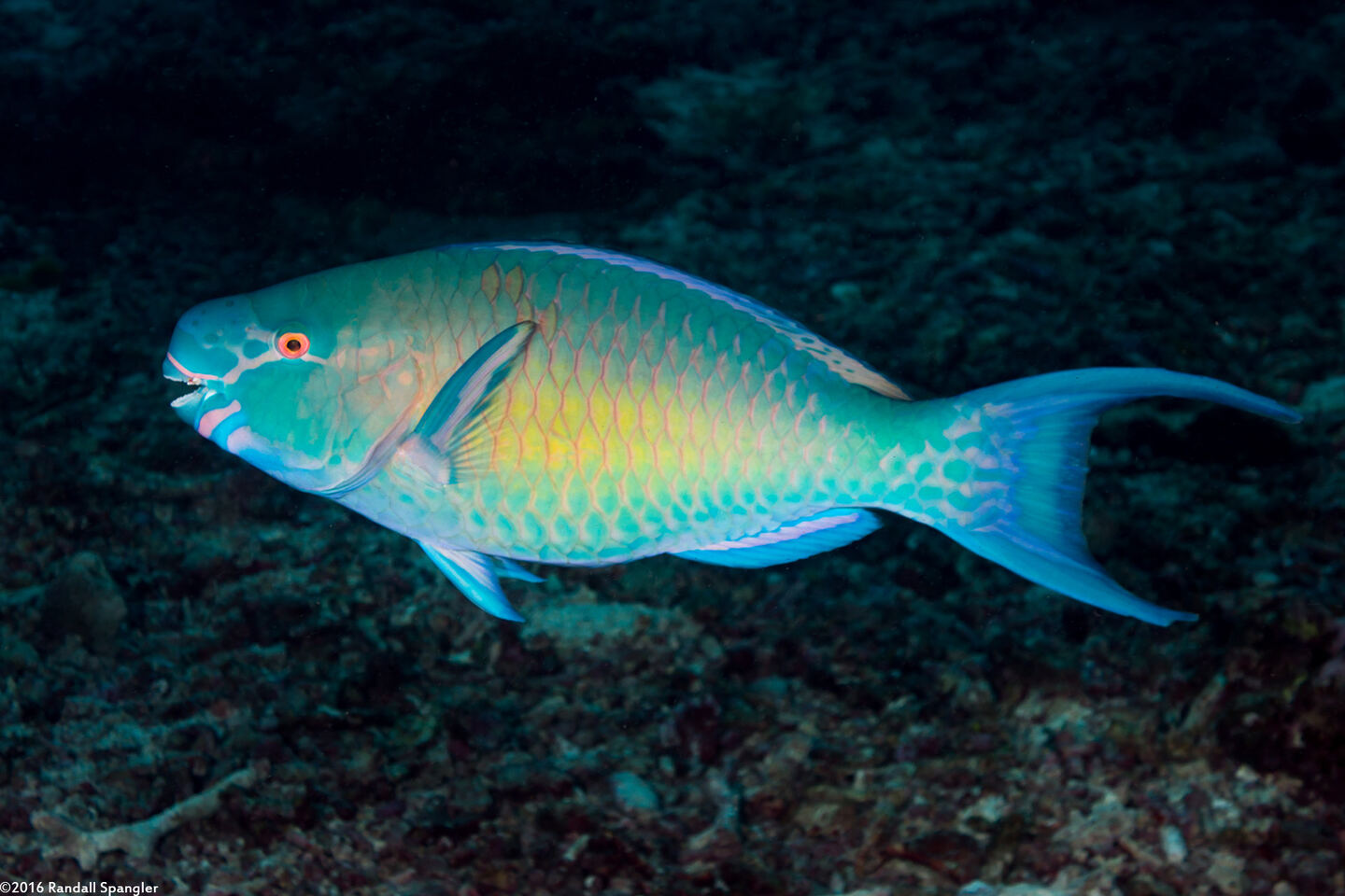 Scarus ghobban (Bluebarred Parrotfish)
