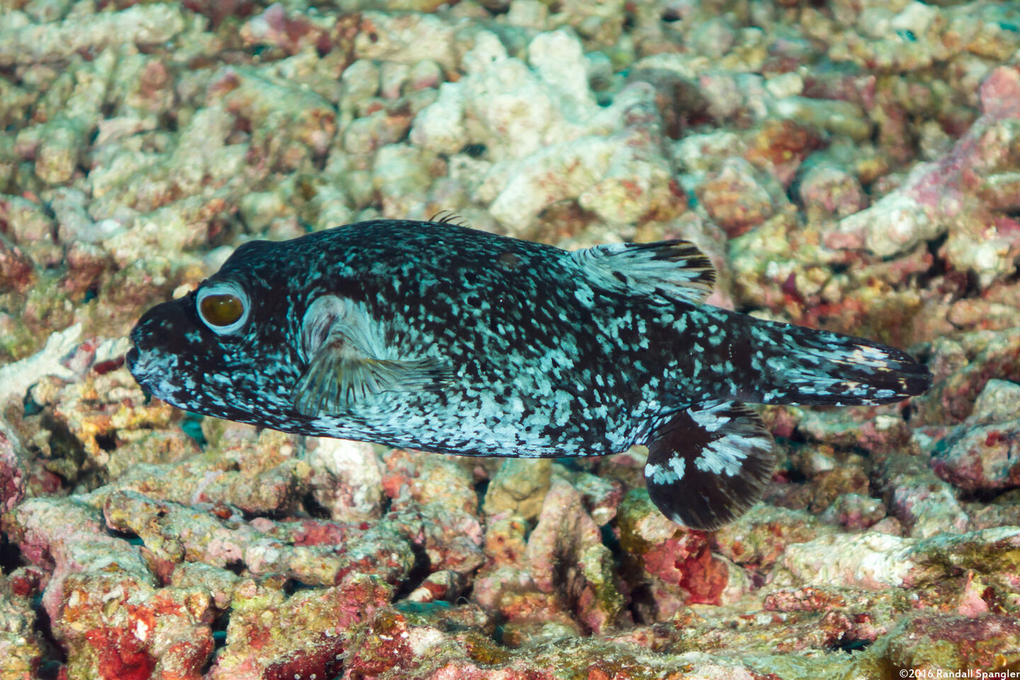 Arothron nigropunctatus (Blackspotted Puffer)