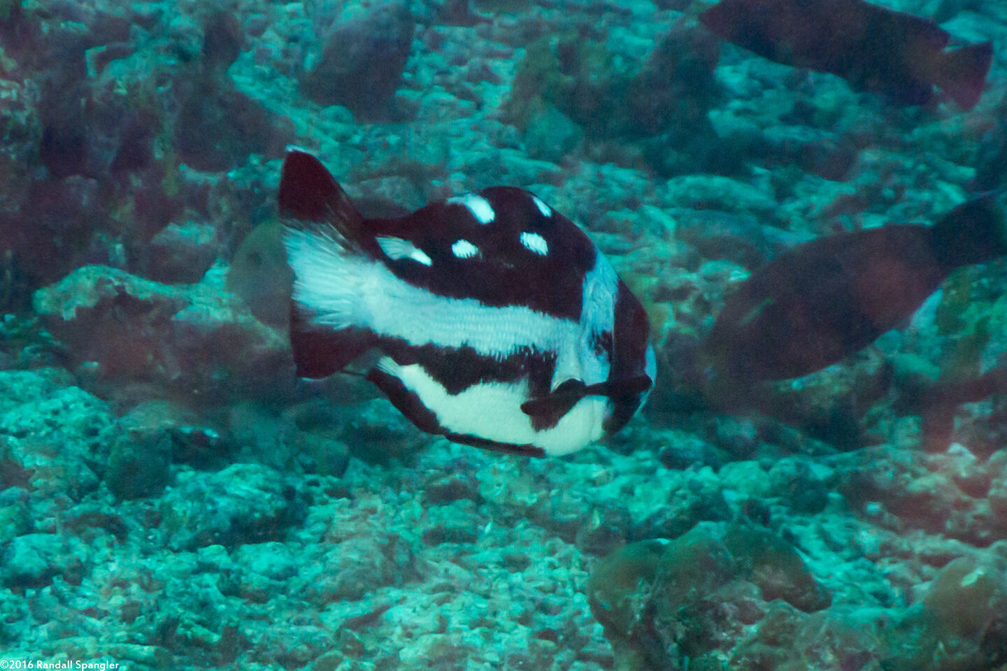 Macolor niger (Black Snapper)