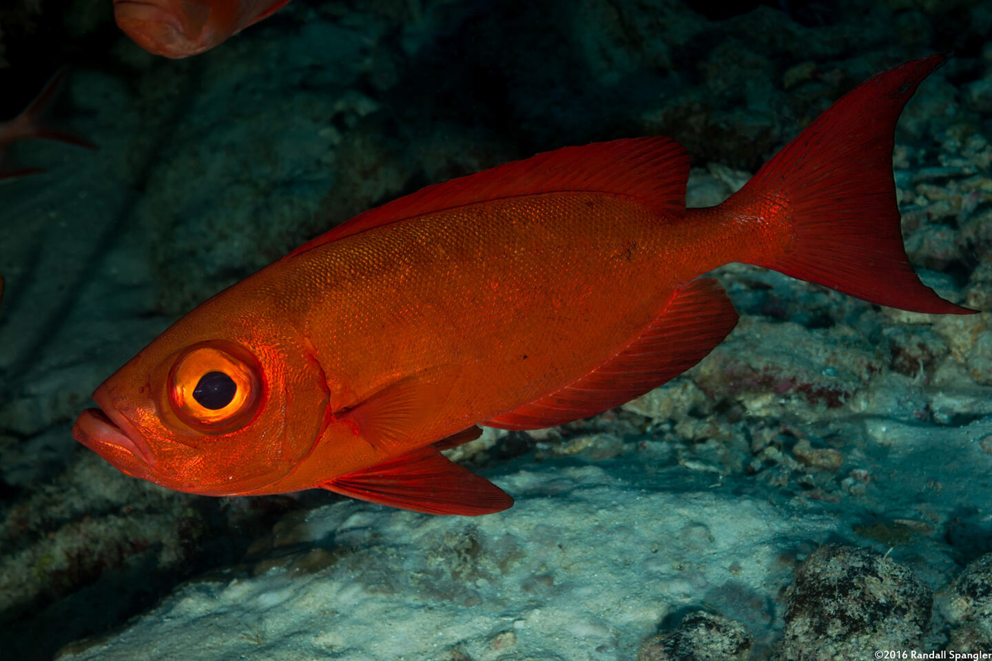 Priacanthus hamrur (Crescent-Tail Bigeye)