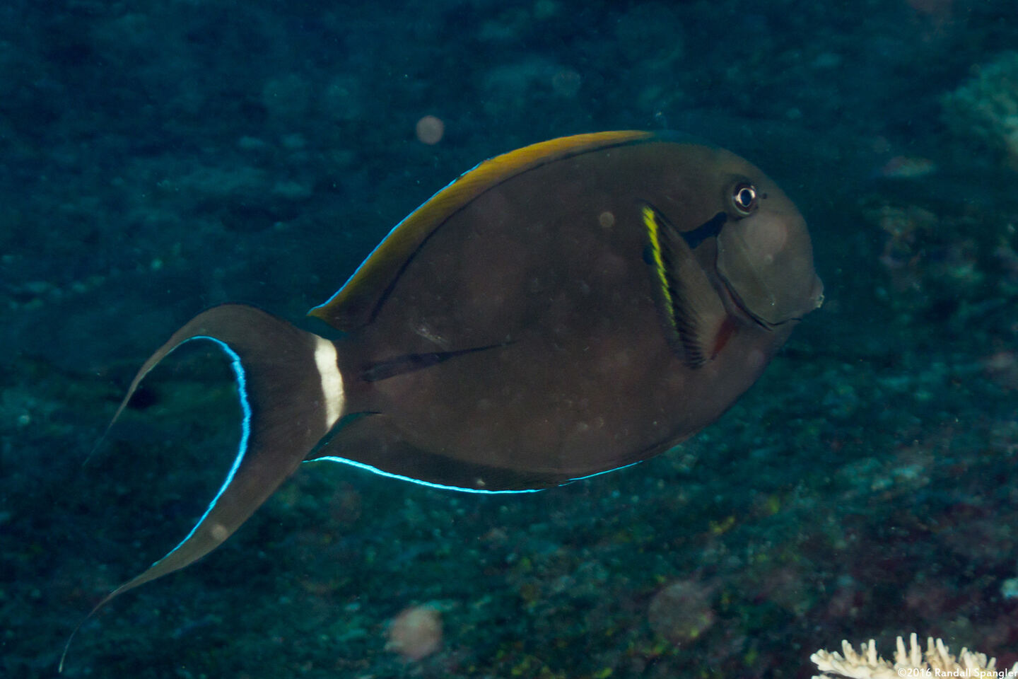 Acanthurus nigricauda (Blackstreak Surgeonfish)