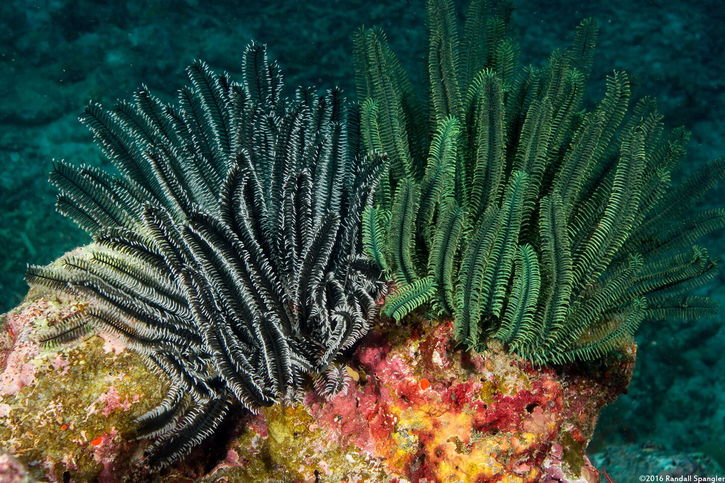 Anneissia bennetti (Bennett's Feather Star)