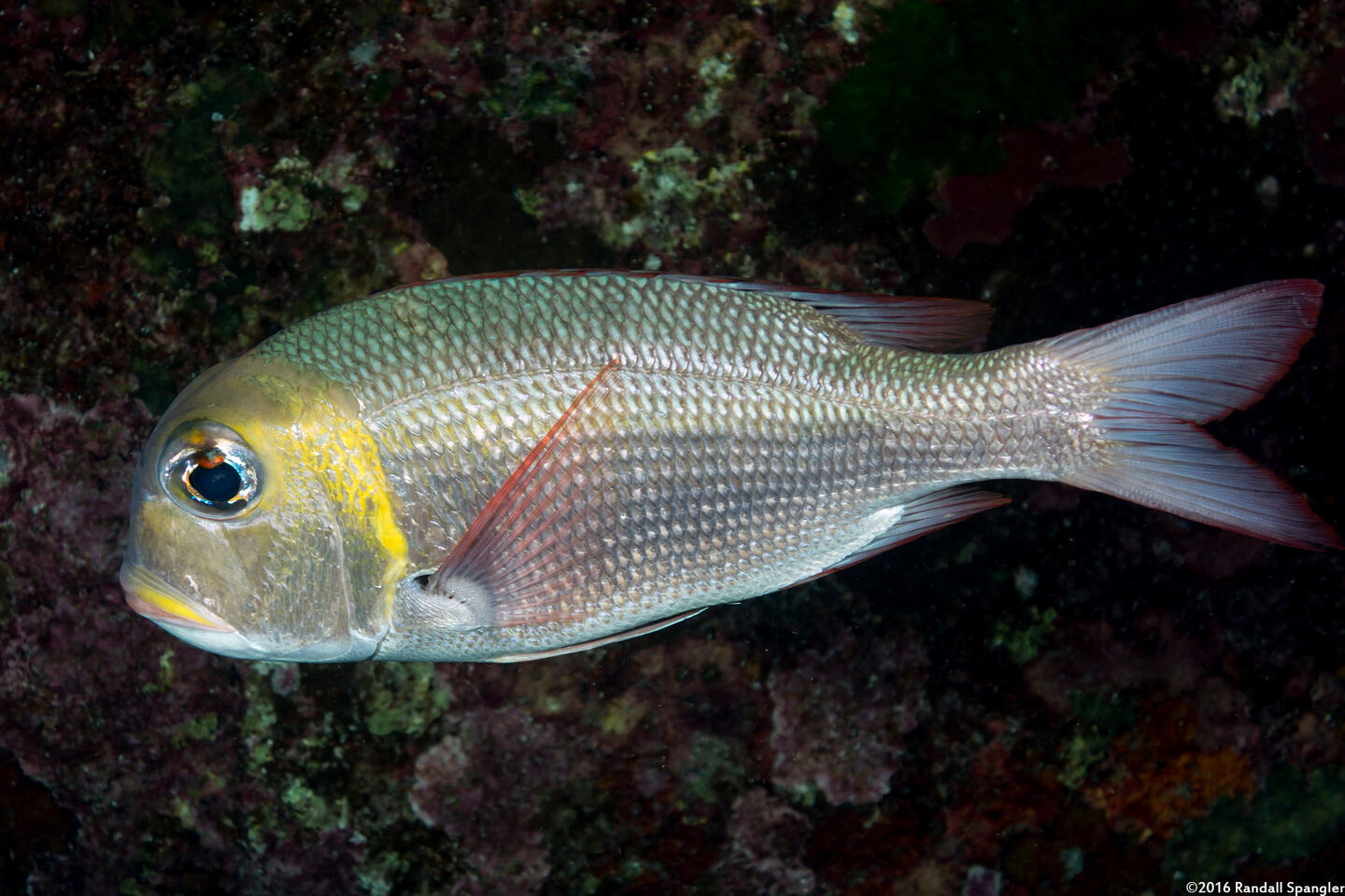 Monotaxis grandoculis (Humpnose Bigeye Bream)