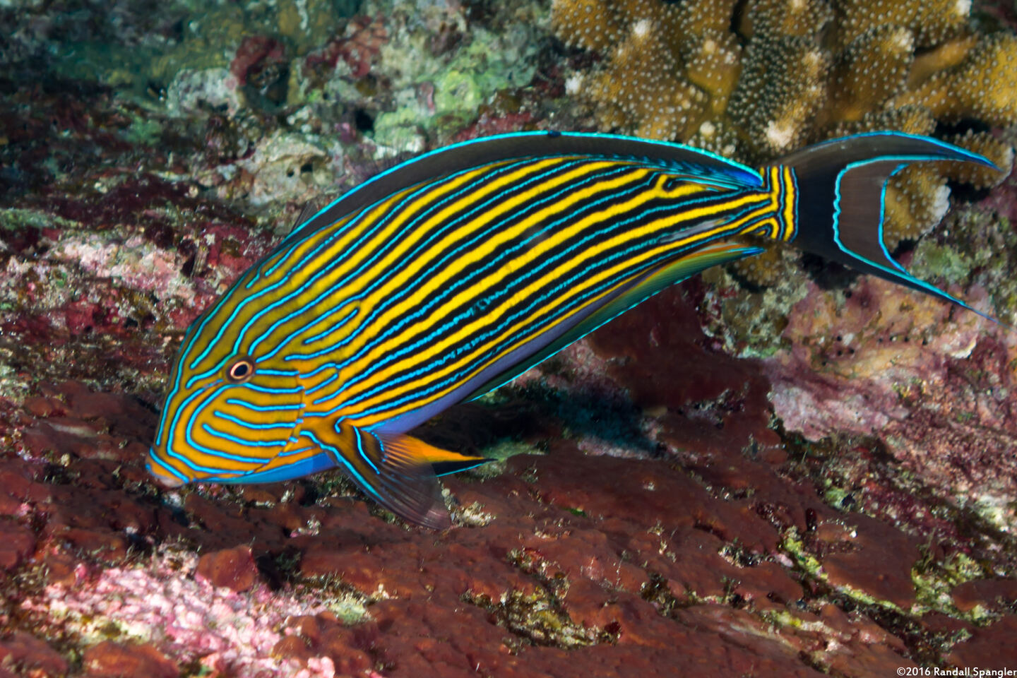 Acanthurus lineatus (Striped Surgeonfish)