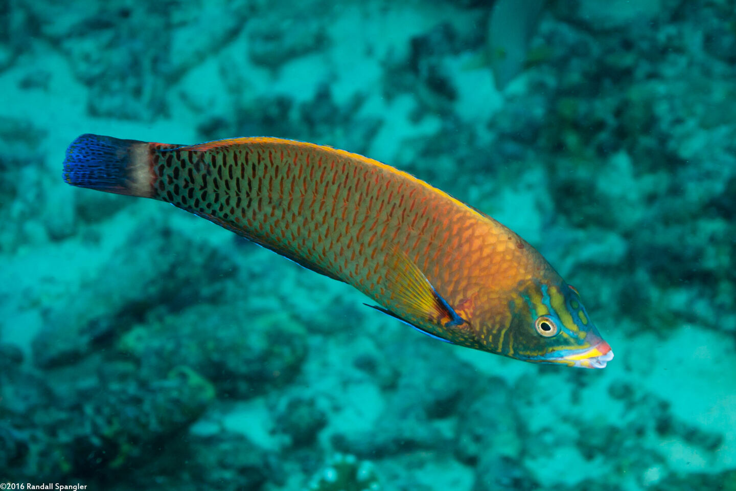 Pseudodax moluccanus (Chiseltooth Wrasse)