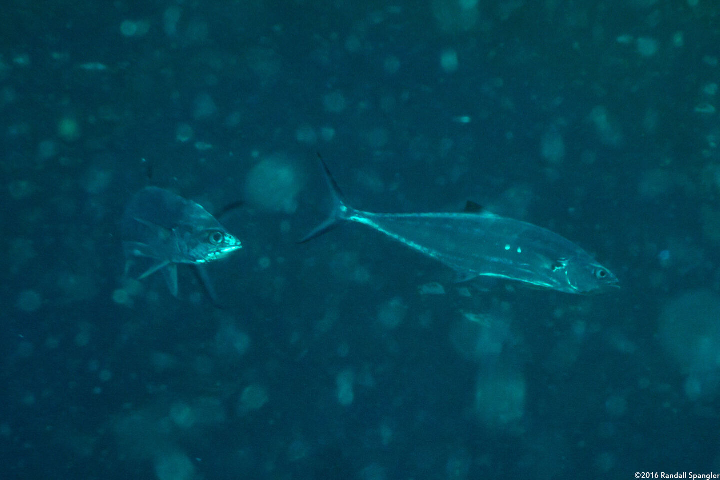 Scomberoides lysan (Double-Spotted Queenfish)