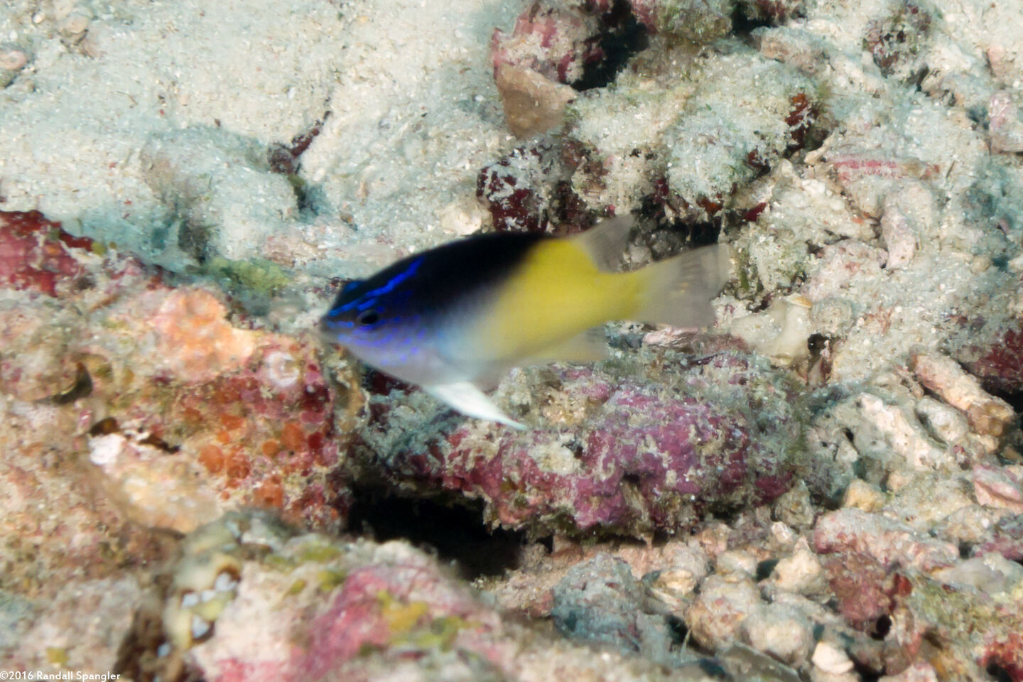 Chrysiptera rollandi (Rolland's Damsel)