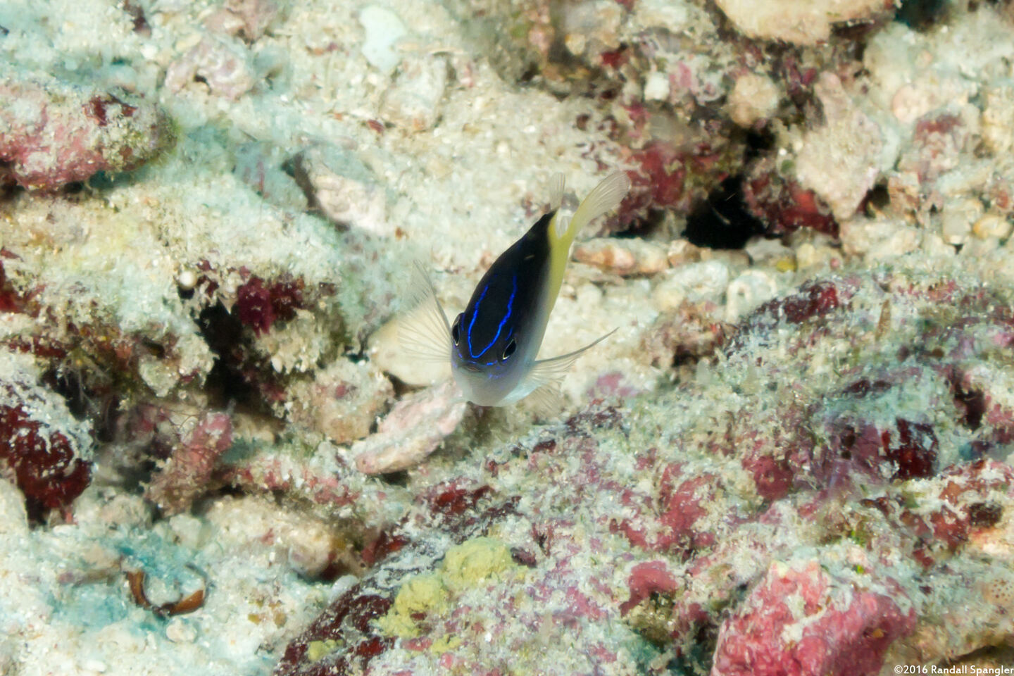 Chrysiptera rollandi (Rolland's Damsel)