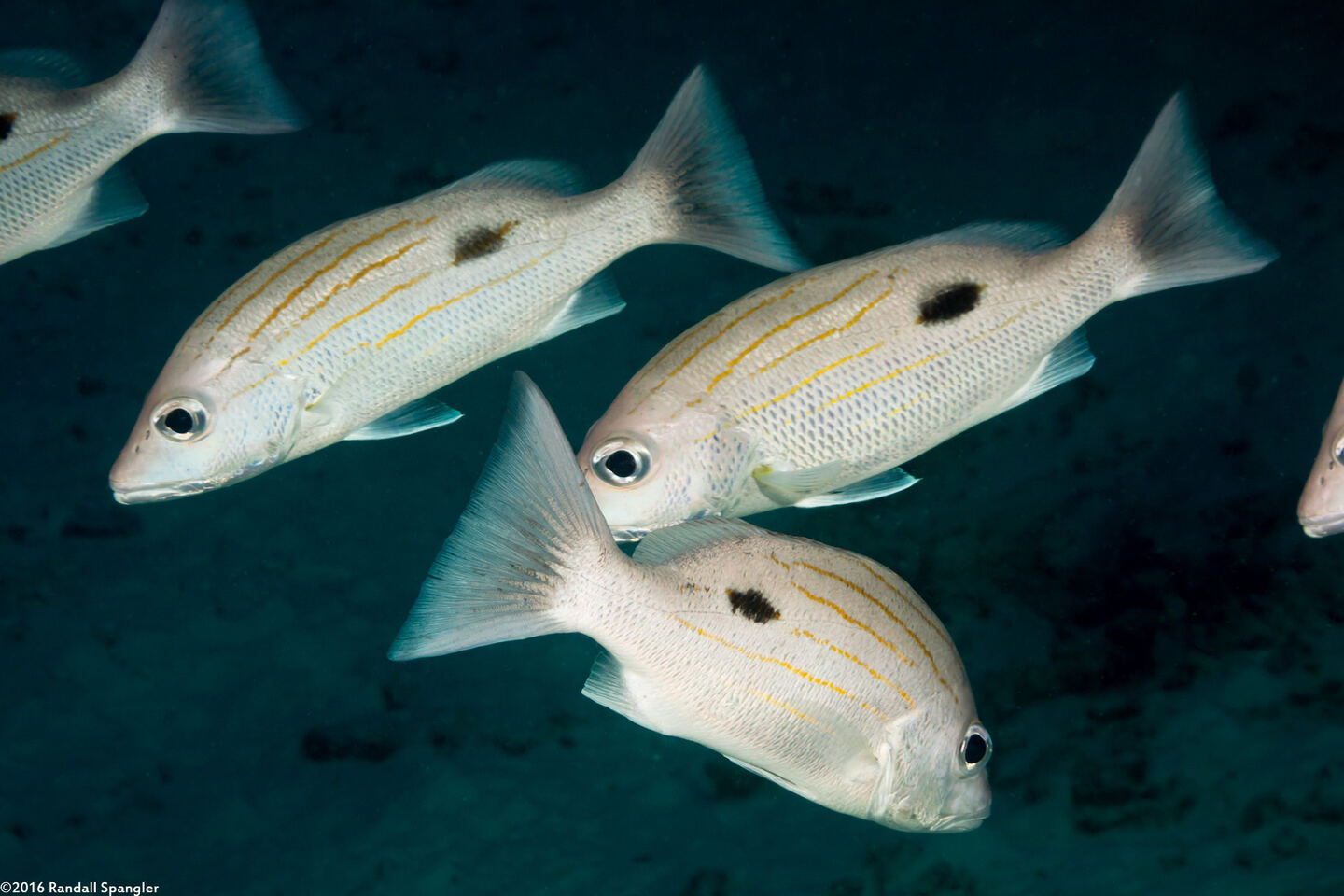 Lutjanus russelii (Russel's Snapper)