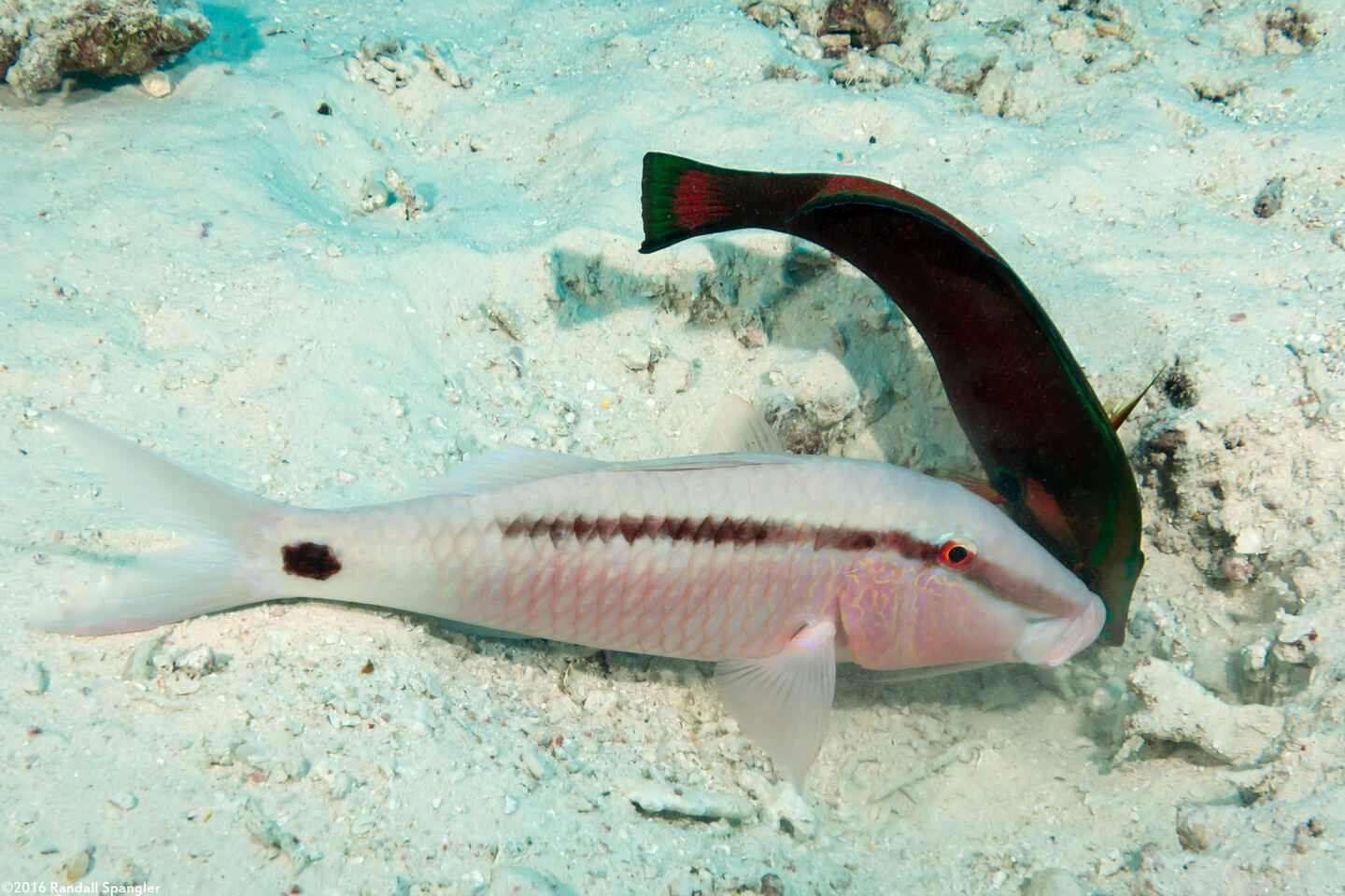 Parupeneus barberinus (Dash-Dot Goatfish)