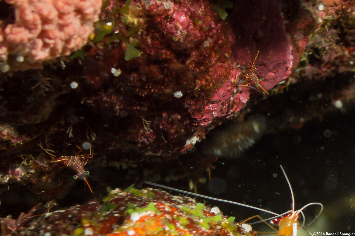 Rhynchocinetes durbanensis (Dancing Shrimp)