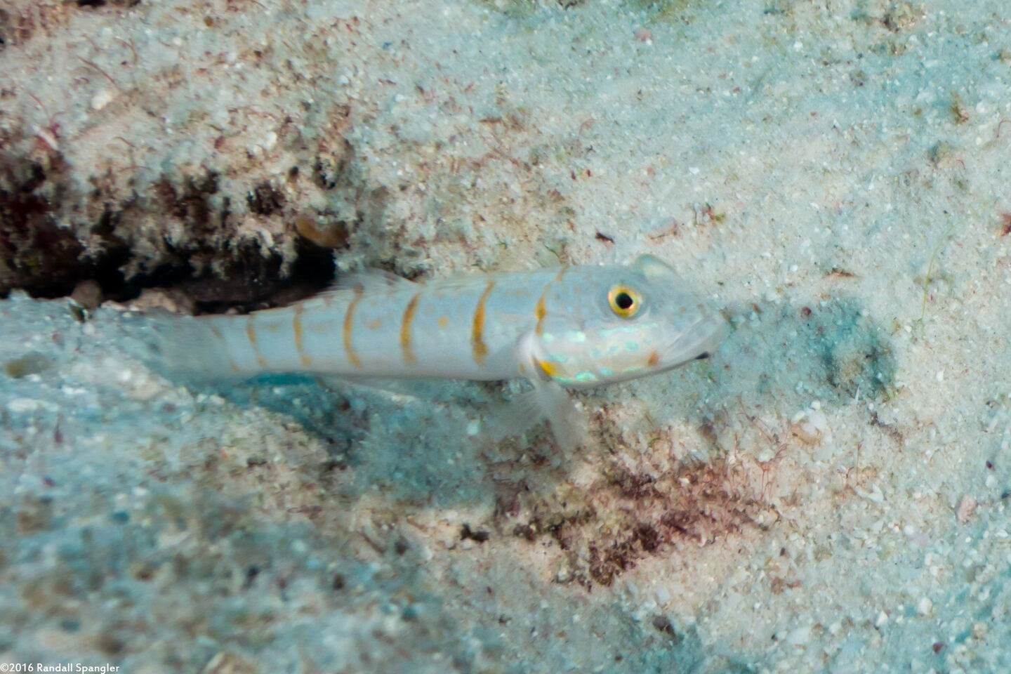 Valenciennea puellaris (Orange-Dashed Goby)