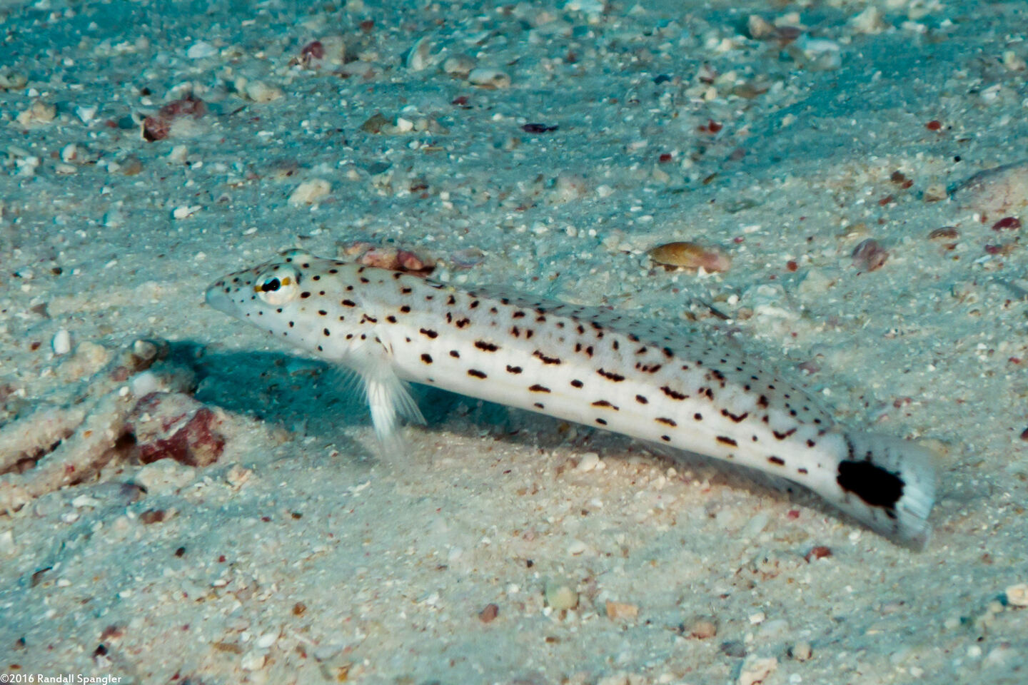 Parapercis hexophtalma (Speckled Sandperch)