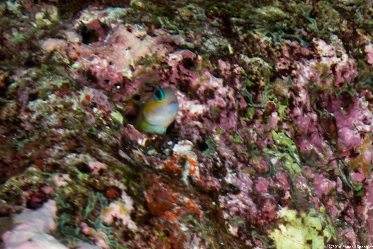 Ecsenius midas (Midas Coralblenny)