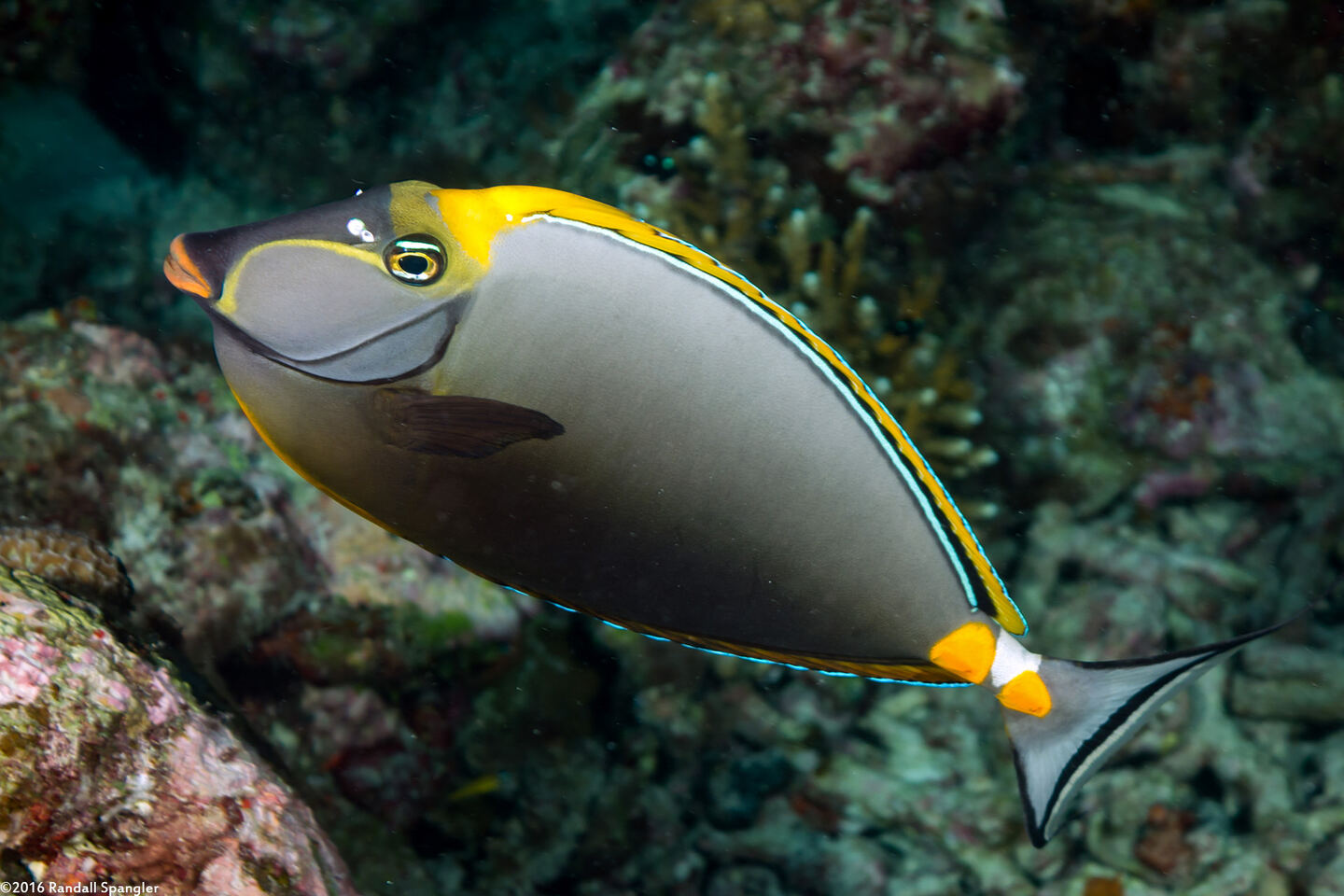 Naso elegans (Elegant Unicornfish)