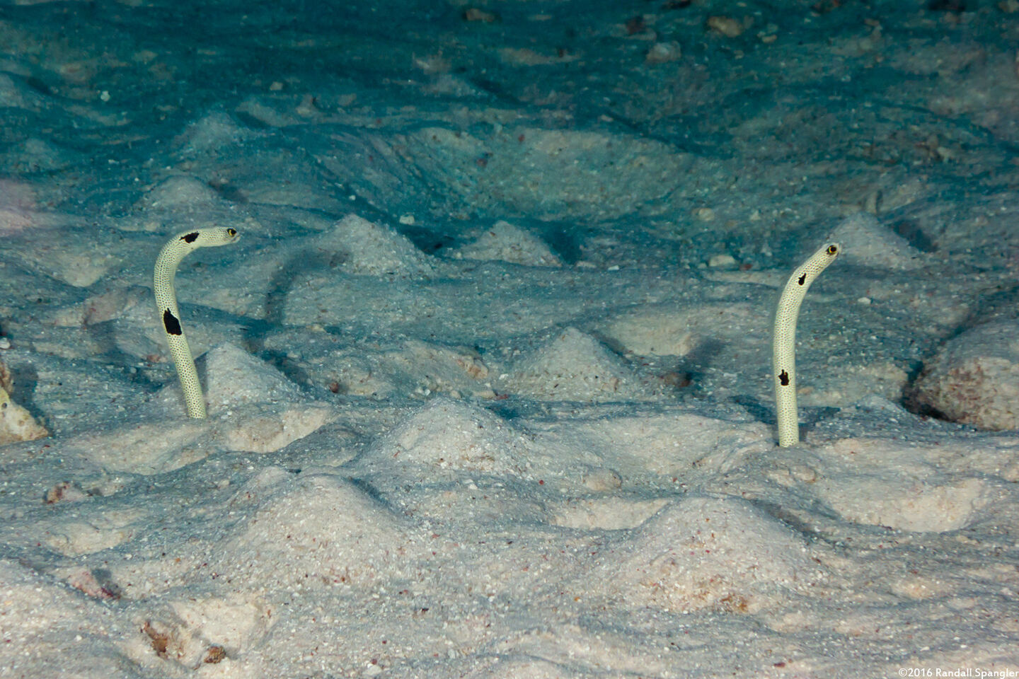 Heteroconger hassi (Spotted Garden Eel)