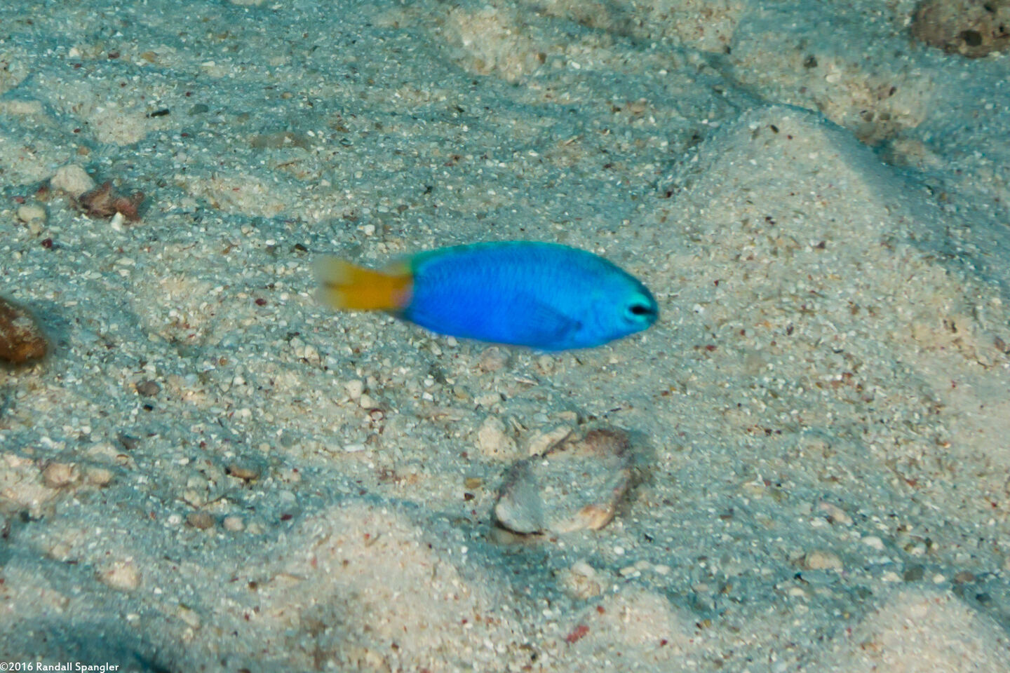 Pomacentrus similis (Similar Damsel)