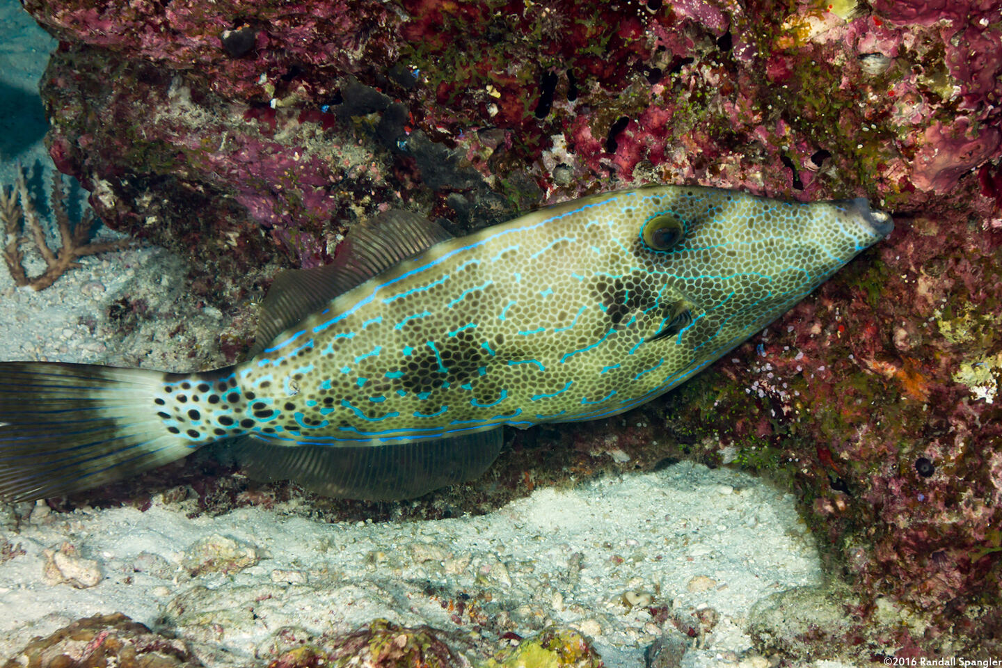 Aluterus scriptus (Scrawled Filefish)