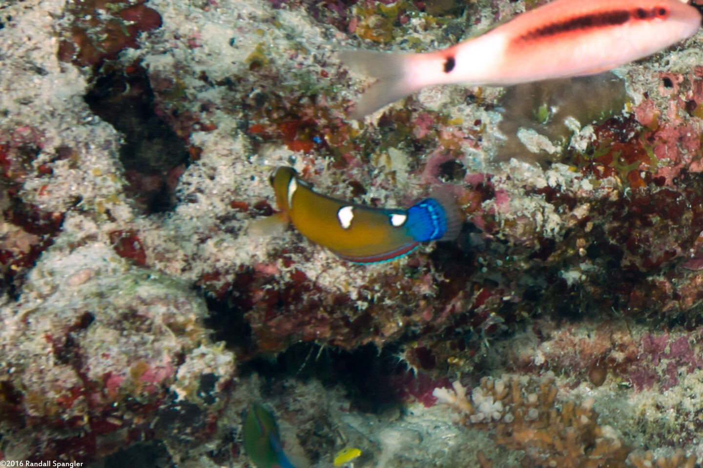 Coris cuvieri (African Coris)