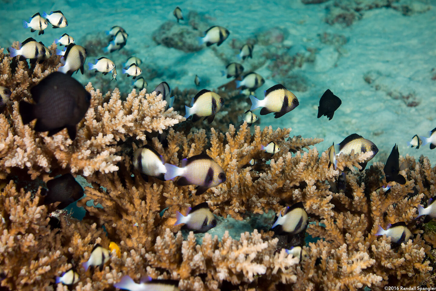 Dascyllus carneus (Indian Dascyllus)