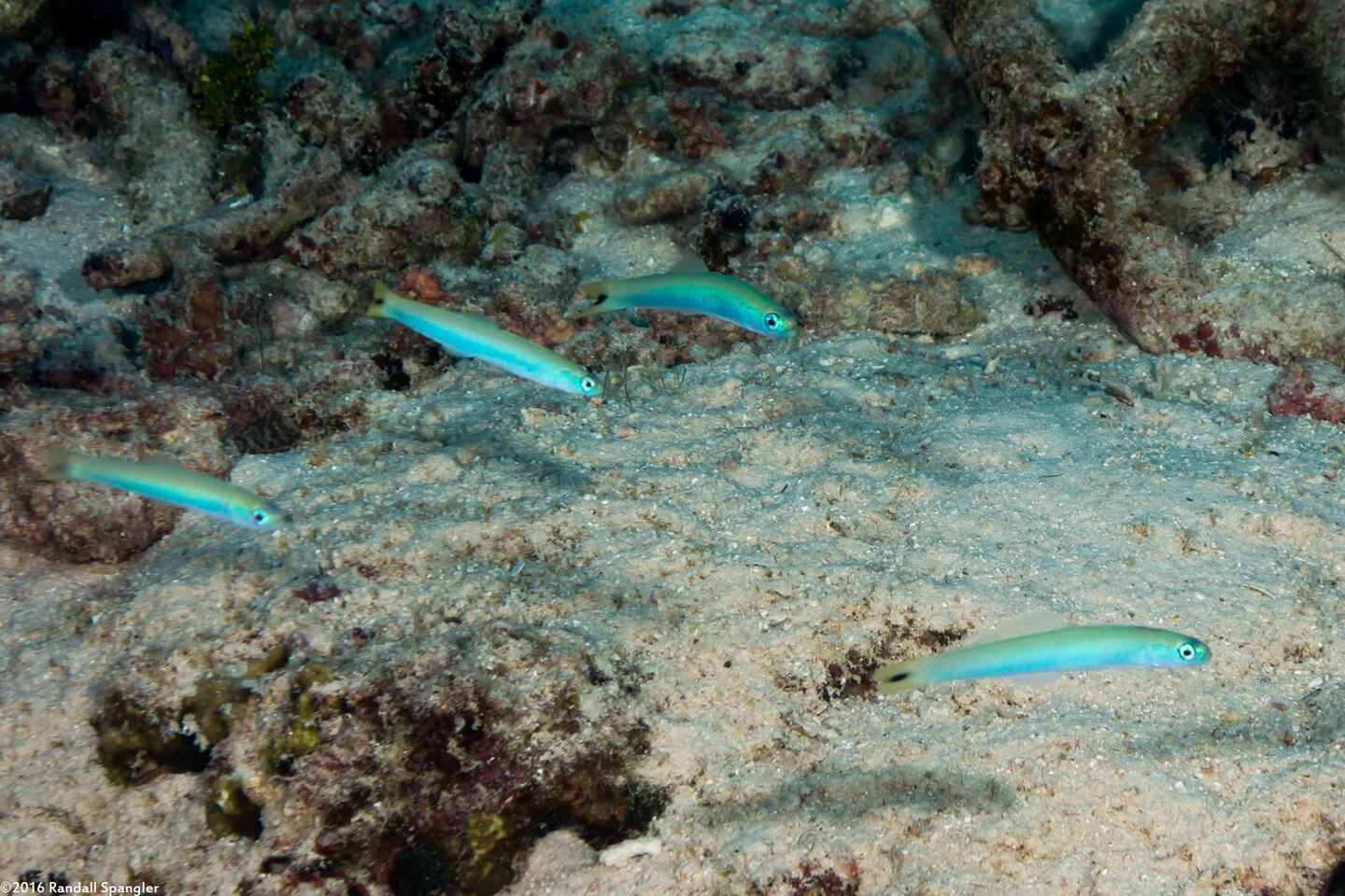 Ptereleotris heteroptera (Spottail Dartfish)