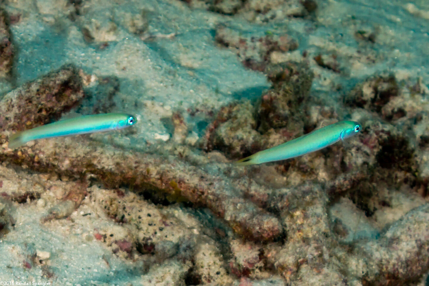 Ptereleotris heteroptera (Spottail Dartfish)