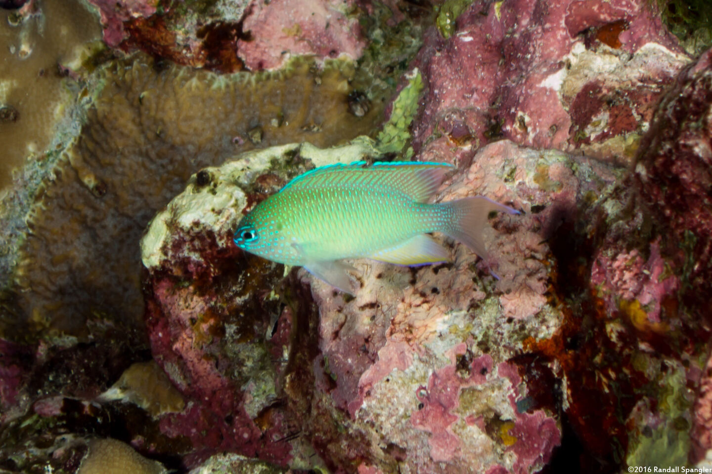 Pomacentrus azuremaculatus (Blue-Spotted Damsel)