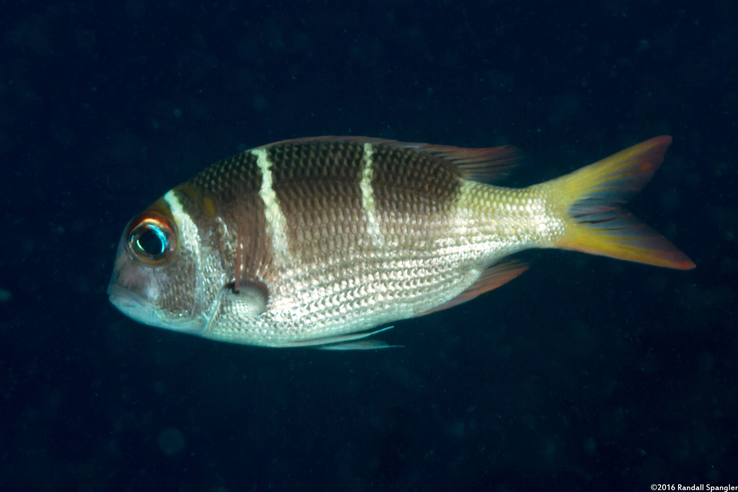 Monotaxis heterodon (Redfin Bream)
