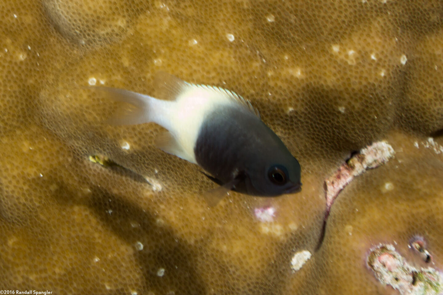 Pycnochromis fieldi (Indian Half-and-Half Chromis)