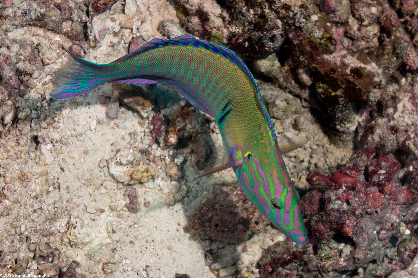 Hologymnosus annulatus (Ring Wrasse)