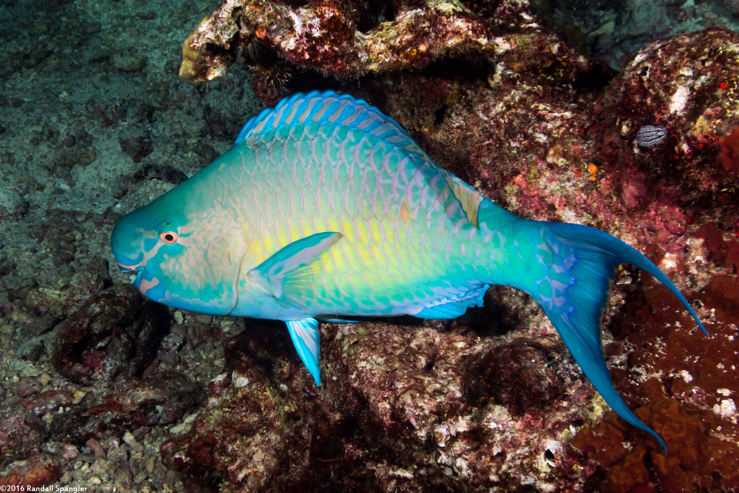 Scarus ghobban (Bluebarred Parrotfish)
