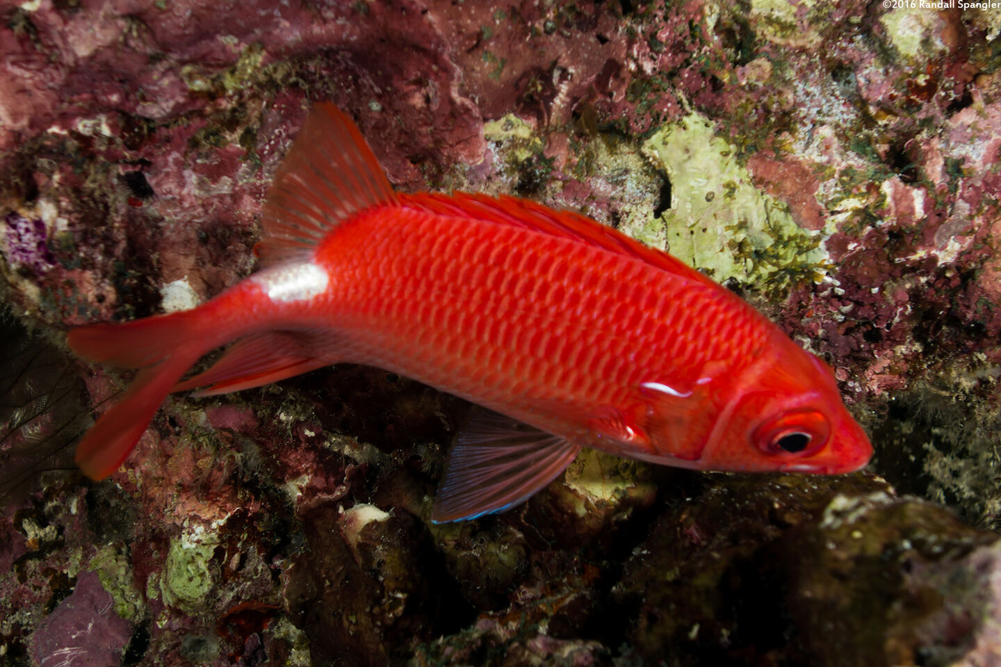 Sargocentron caudimaculatum (Tailspot Squirrelfish)