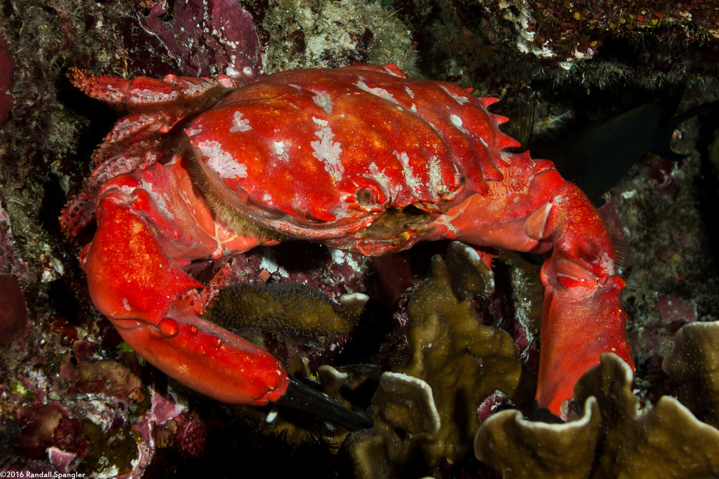 Etisus splendidus (Splendid Red Spooner Crab)