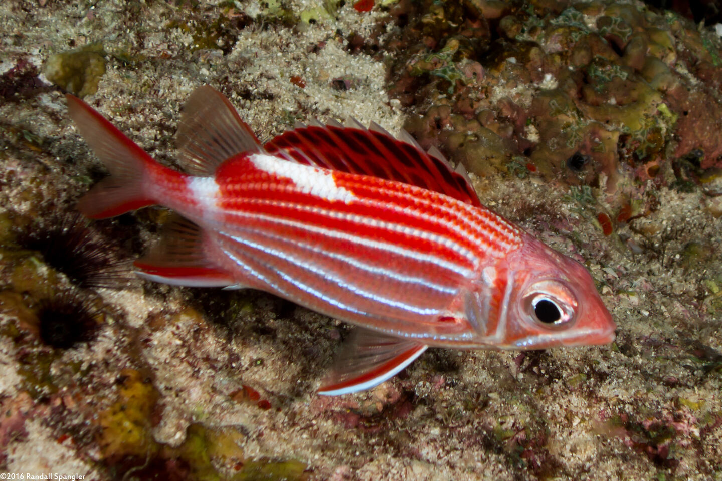 Sargocentron diadema (Crown Squirrelfish)