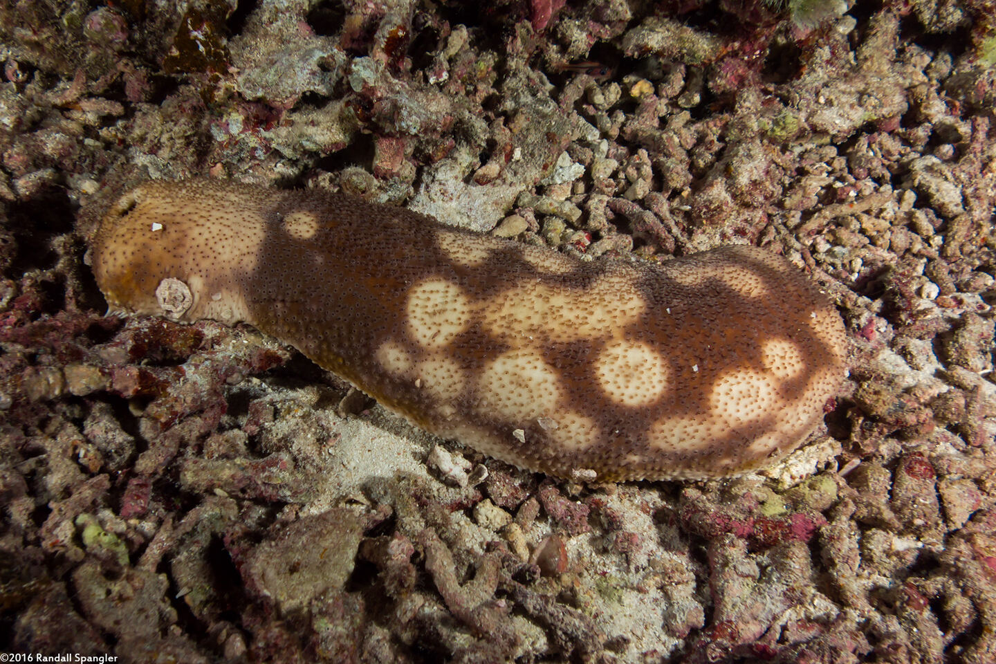 Bohadschia sp.1 (Bohadschia sp.1)