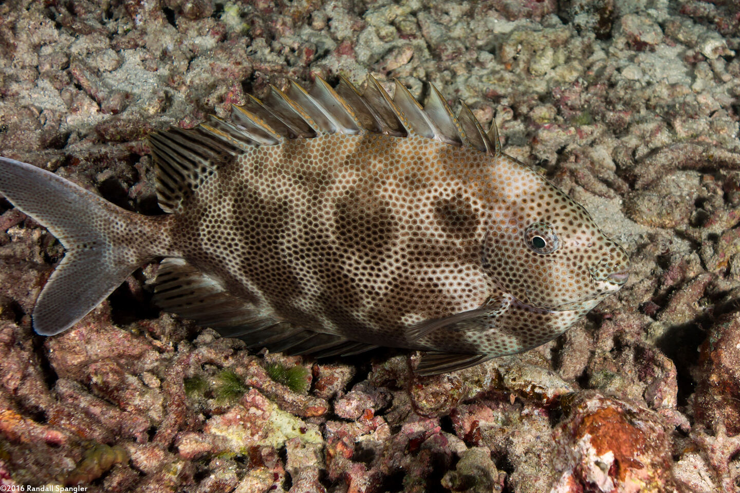Siganus stellatus (Honeycomb Rabbitfish)