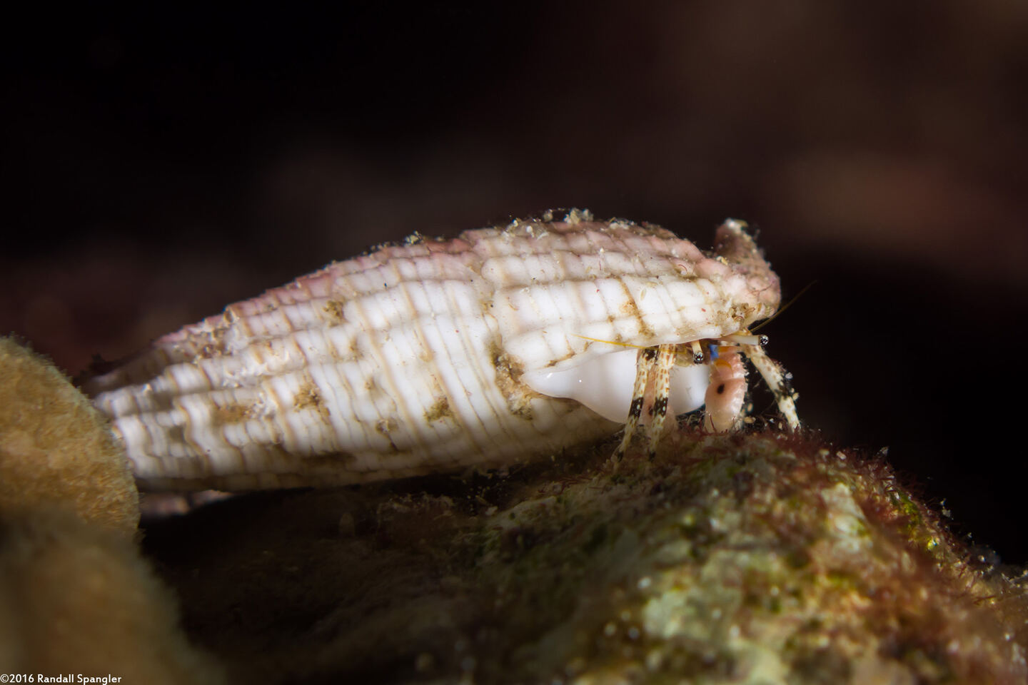 Calcinus pulcher (Beautiful Hermit Crab)