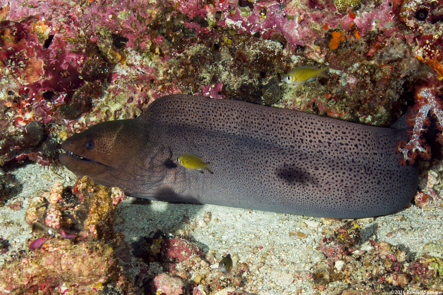 Gymnothorax javanicus (Giant Moray)