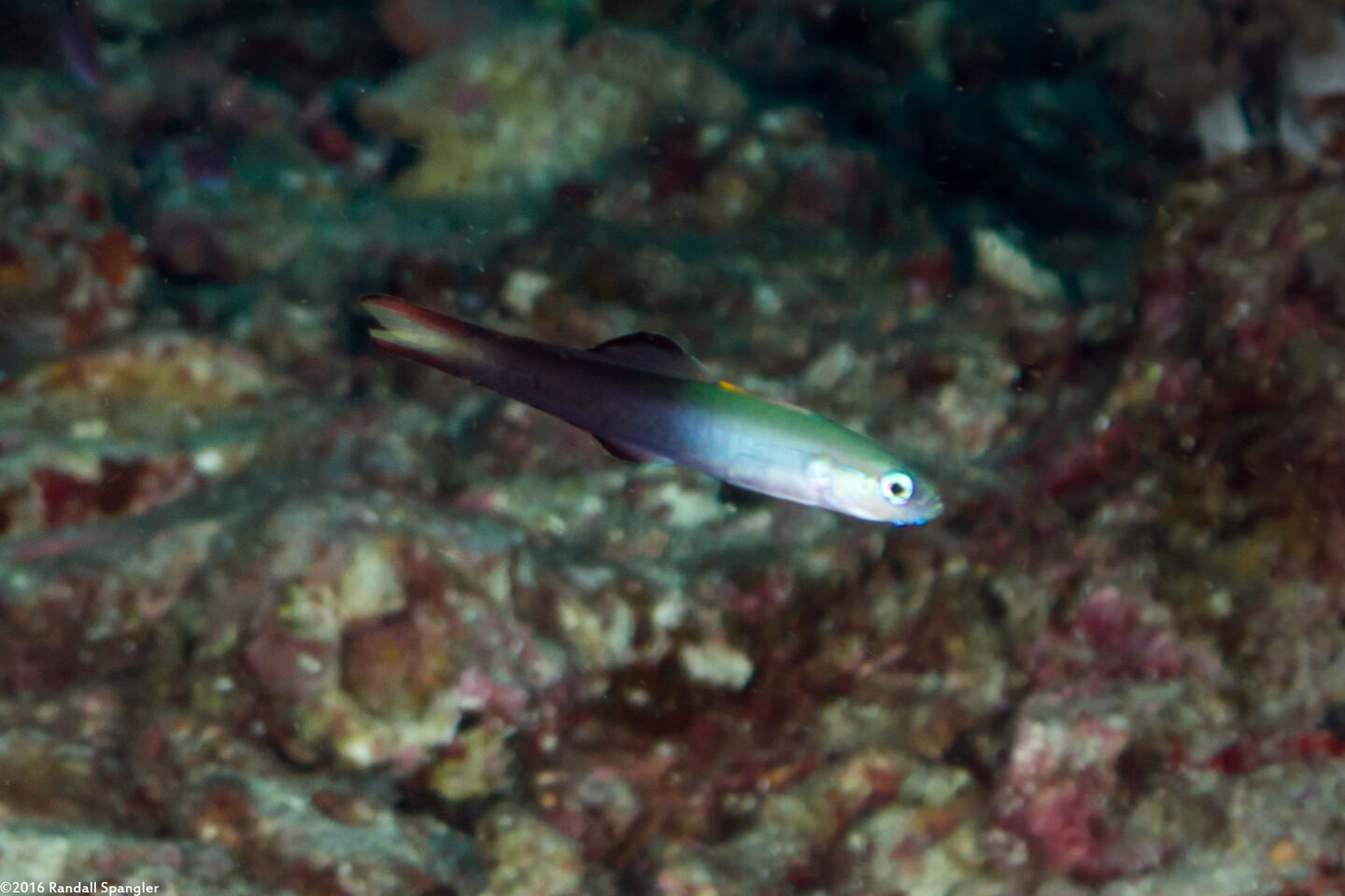 Ptereleotris evides (Twotone Dartfish)