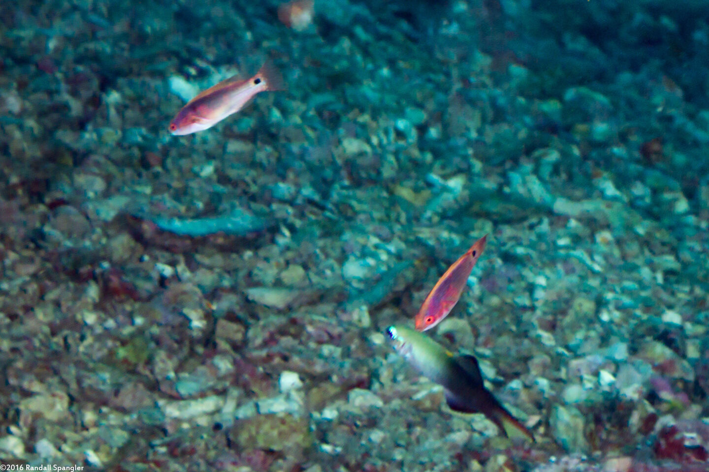 Cirrhilabrus exquisitus (Exquisite Fairy Wrasse)
