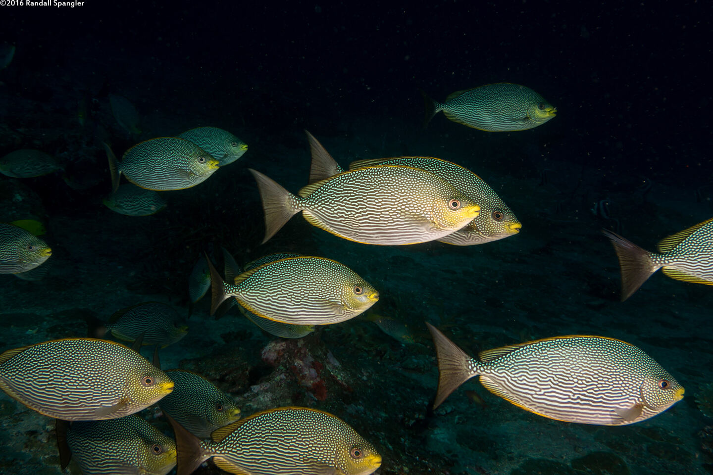 Siganus javus (Java Rabbitfish)